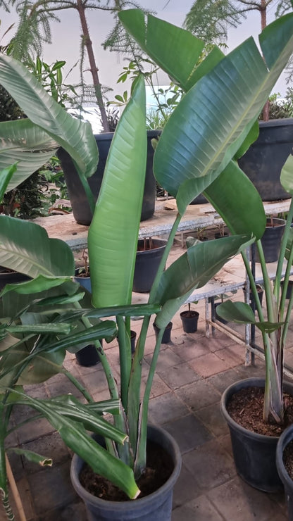 Bird of Paradise (Strelitzia reginae)