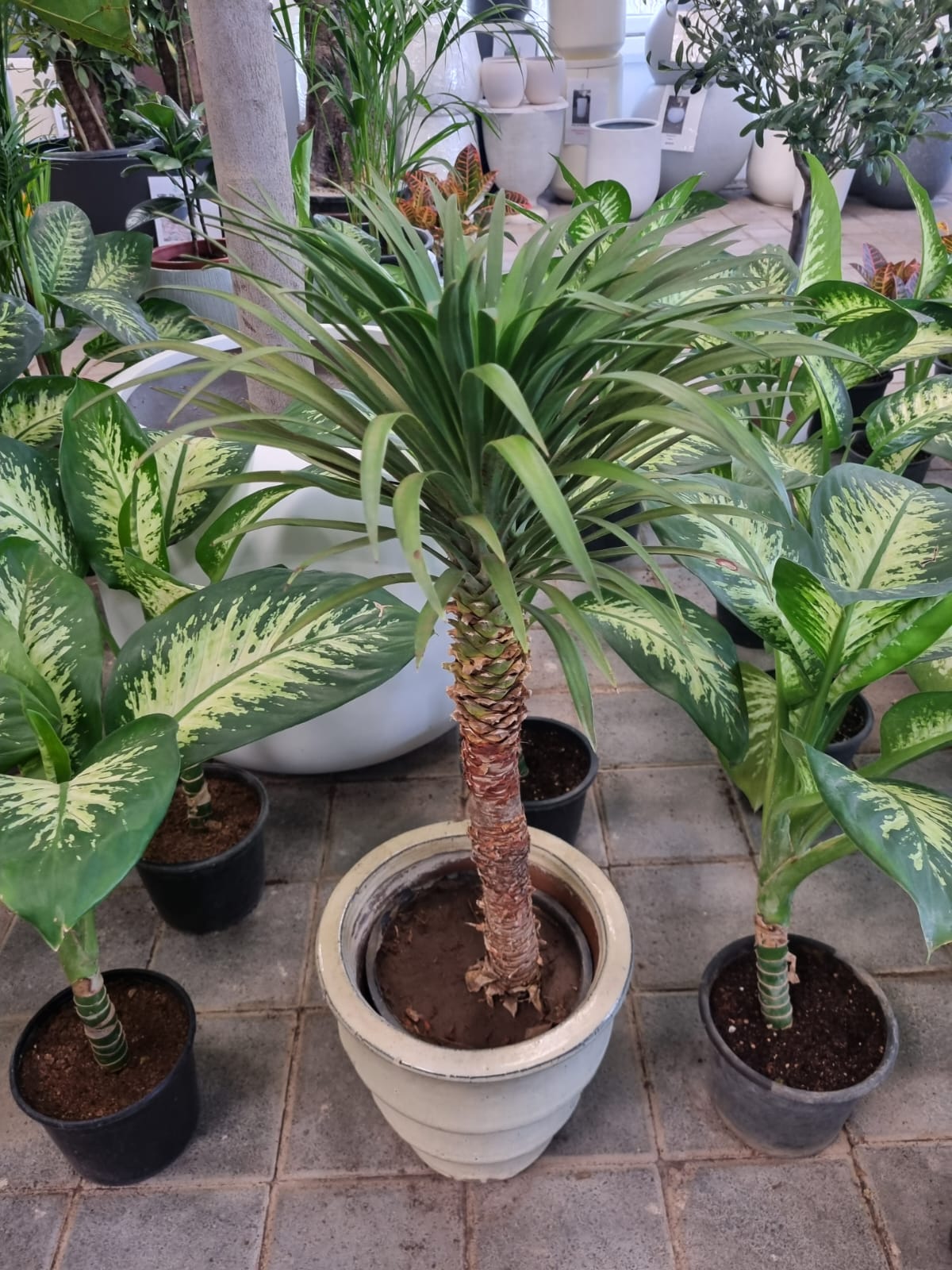 Spineless Yucca