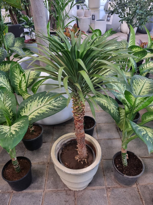Spineless Yucca