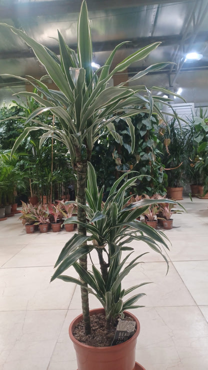 Happy Plant (Dracaena fragrans ‘Massangeana’)