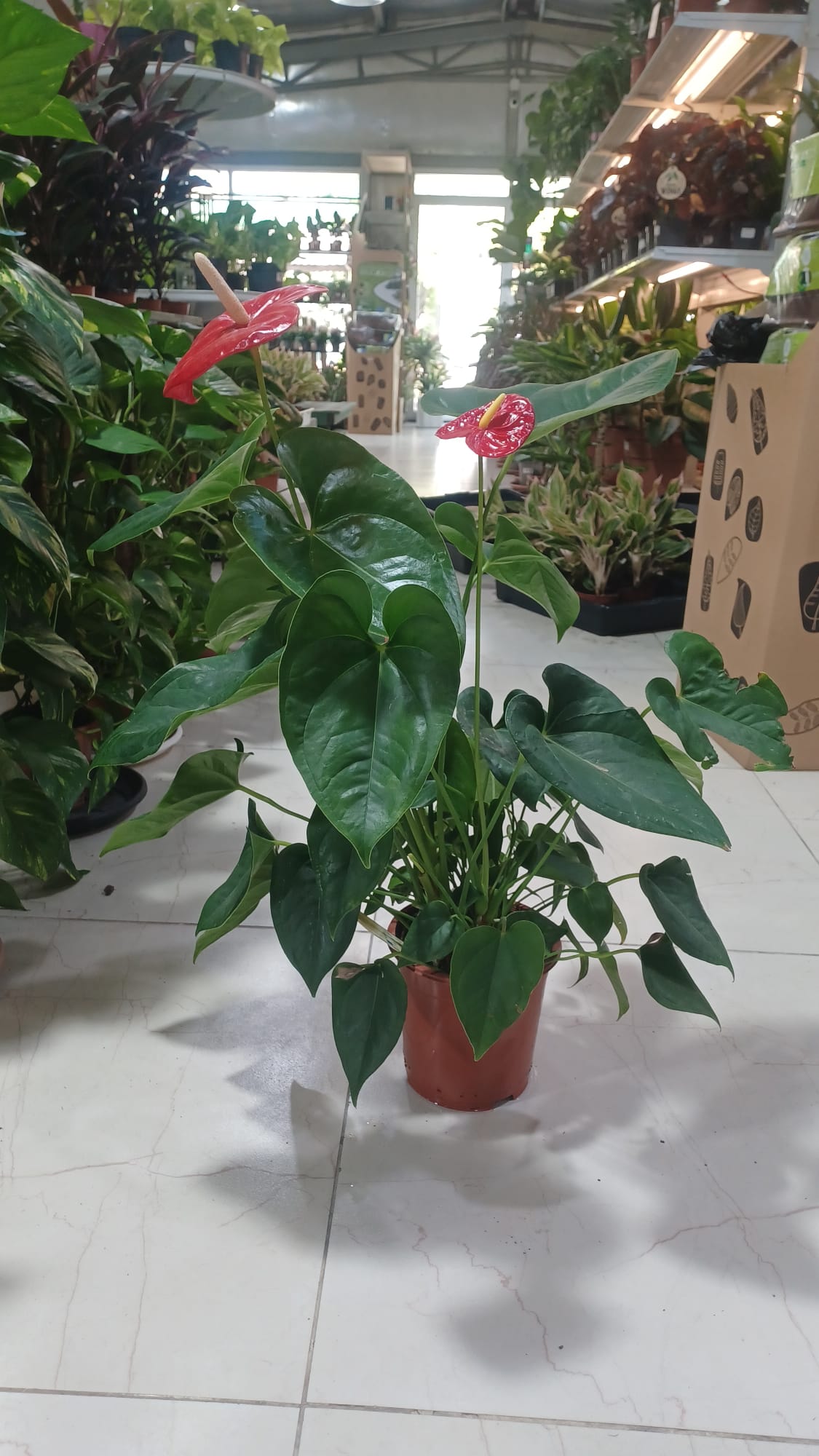 Flamingo Flower (Anthurium andraeanum)